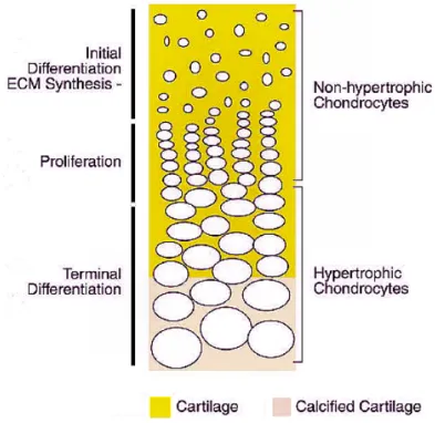 Figure 1.8 – Representation of growth plate column in long bones. From top to the bottom are  represented are represented non-differentiated cells, then proliferating non-hypertrophic chondrocytes and  finally hypertrophic chondrocytes with calcified ECM