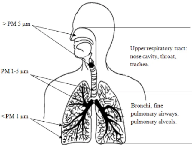 Figure 4: Penetration of particulates in human lung.  