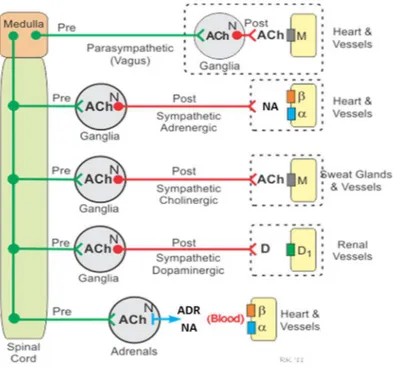 Figure 2 – Schematic representation of autonomic nervous system regulation of cardiac and  vascular function