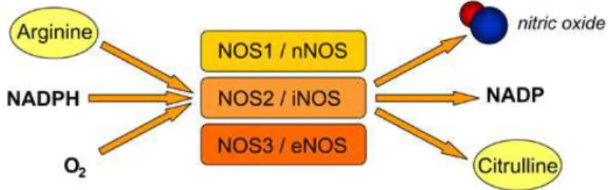 Figure 5 - Synthesis of nitric oxide by Nitric Oxide Synthases (NOS) isoforms. 