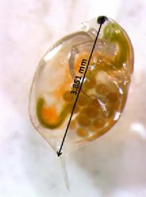 Fig. 1 – Daphnia magna. Body length is measured from the top of the head to the base of tail spine
