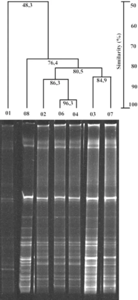 Figure 5: DGGE gel banding profile of the micro- micro-bial communities. The numbers represent the assays  in Table 1