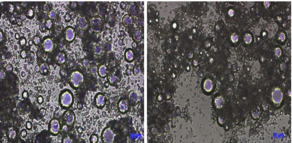 Figure 5: Optical microscopic pictures in the initial phase of the sedimentation tests for all the WC (10%,  20%, 30%, 40% and 50% respectively) for emulsion at a temperature of 25 °C (±2 °C) with a  magnification of 200-fold (x200)