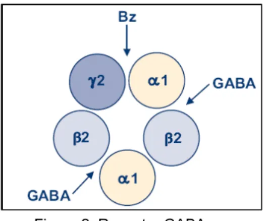 Figura 2. Receptor GABA A . 
