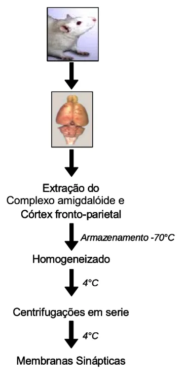 Figura 8 – Procedimento de preparação do tecido cerebral (Complexo Amigdalóide e Córtex Fronto- Fronto-parietal) para a realização da técnica de ligação com [ 3 H]Flunitrazepam