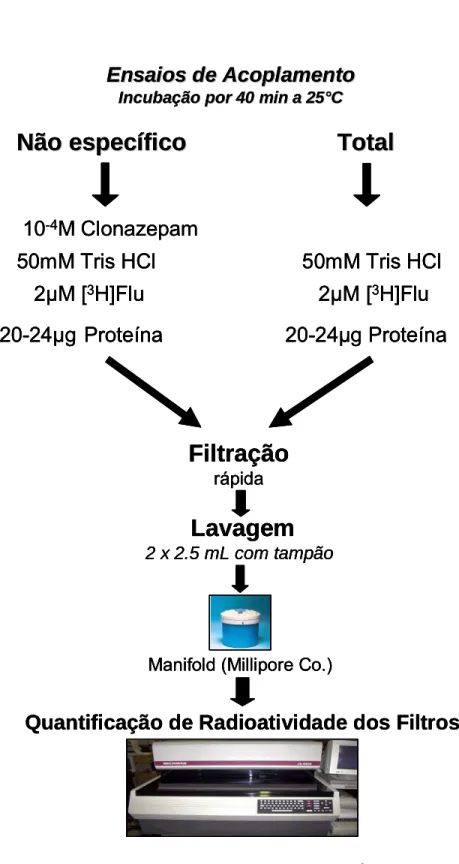 Figura 9 – Procedimento para a realização dos ensaios de ligação de [ 3 H]Flunitrazepam