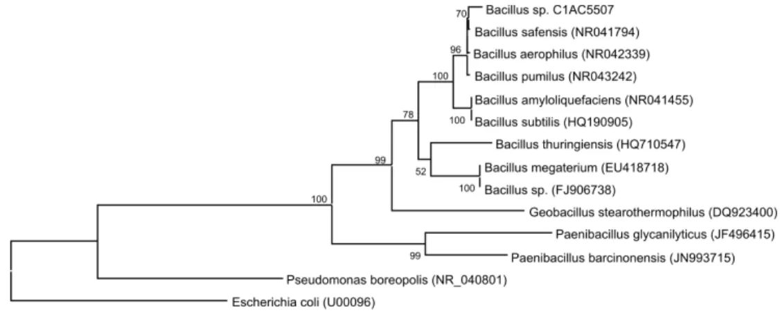 Figure 1: Phylogenic relationship of 16S rRNA sequences of Bacillus sp. strain C1AC5507 with other types of  strains