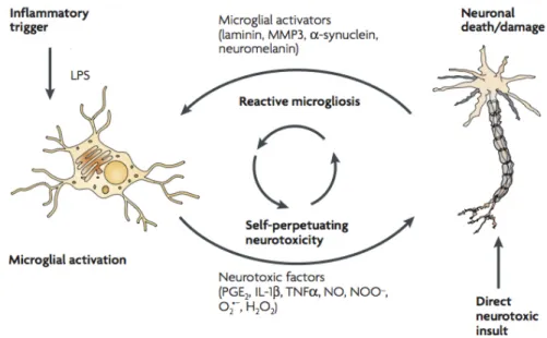 Figure  1  -  Schematic  representation  of  how  reactive  microgliosis  causes  neurotoxicity