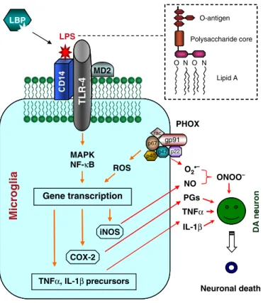 Figure  2  -  Schematic  representation  of  LPS-induced  DA  neurodegeneration.  LPS  binds  to  its  intermediate  receptor  CD14,  process  enhanced  by  LPS  binding  protein  (LBP)