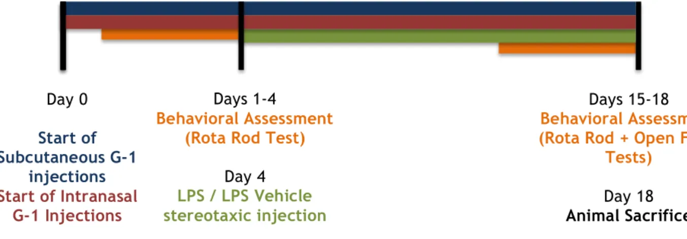 Figure 4 presents the timeline of animal procedure, schematically presenting the days of G-1,  or  vehicle  administrations,  stereotaxic  injections  of  LPS  (Sigma-Aldrich),  behavioral  assessment and end of animal testing