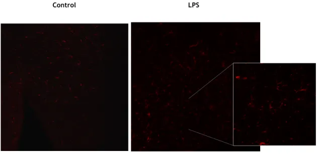 Figure 6 – (A) Representative image of the IHC using TH marker to quantify dopaminergic neurons,  comparing control group with LPS group