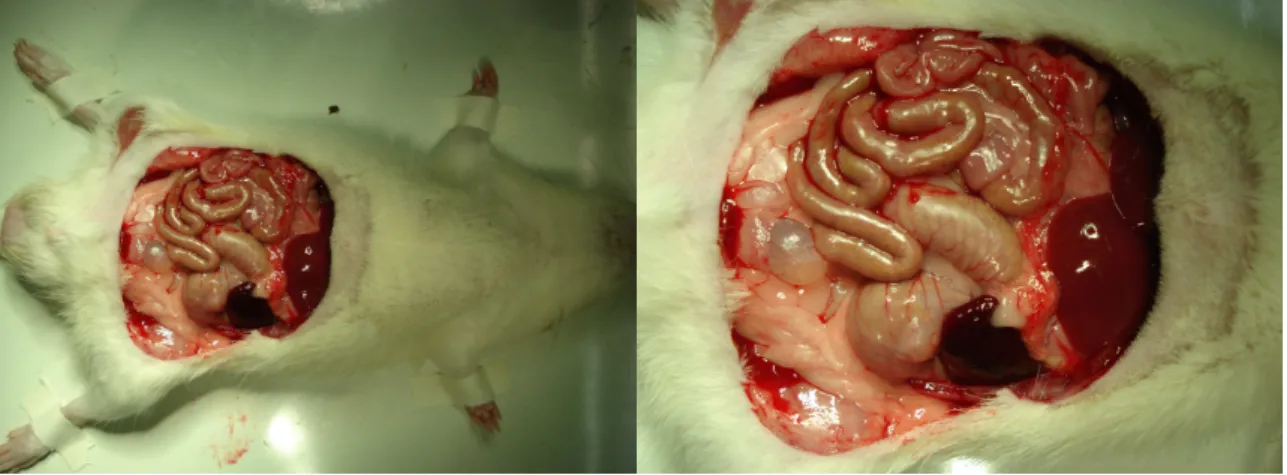 FIGURA  11  –  CAVIDADE  PERITONEAL  EXPOSTA  PARA  ANÁLISE,  APÓS A RETIRADA DO SEGMENTO DE PAREDE (A) E (B)