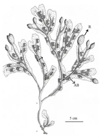 Figure  1.2. Fucus  vesiculosus  morphology. R: receptacle; AB:  air-bladders (Zardi  et  al