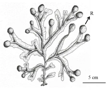 Figure 1.5. Fucus guiryi  morphology. R: receptacle; RR: presence of receptacle sterile rim  (Zardi et al