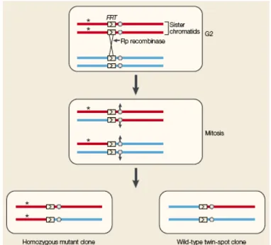 Figure 3.1 – The FRT/FLP system (reviewed in St. Johnston, 2002). 