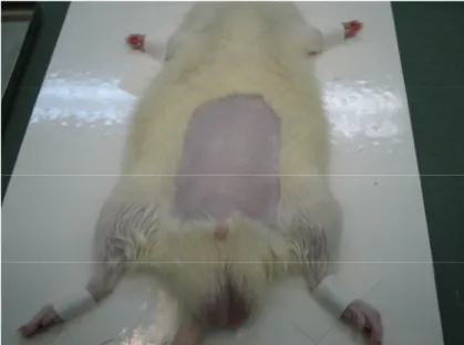 FIGURA 1 – ANIMAL DE EXPERIMENTAÇÃO APÓS A REALIZAÇÃO DE  TRICOTOMIA NA PAREDE ABDOMINAL