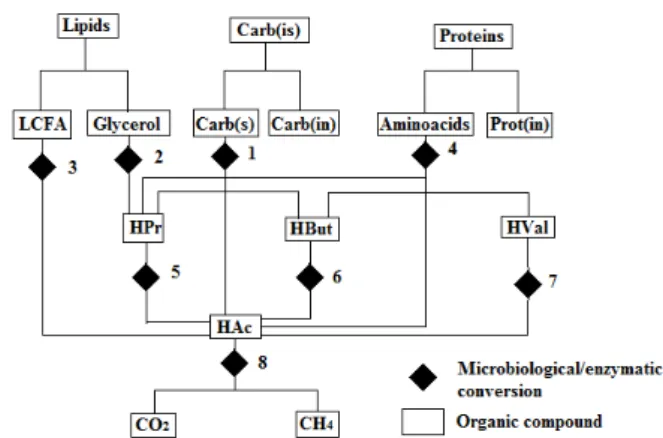Figure 1 shows the main pathways of the process. 