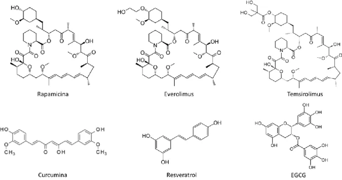 Figura  4  –  Fórmulas  estruturais  das  moléculas  de  rapamicina,  everolimus,  temsirolimus,  curcumina, resveratrol e EGCG.