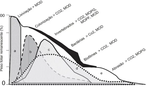Figura  3:  Síntese  dos  processos  bióticos  e  abióticos  atuando  durante  o  processo  de  decomposição  foliar  nos  ecossistemas  aquáticos  e  seu  efeito  na  perda  de  massa