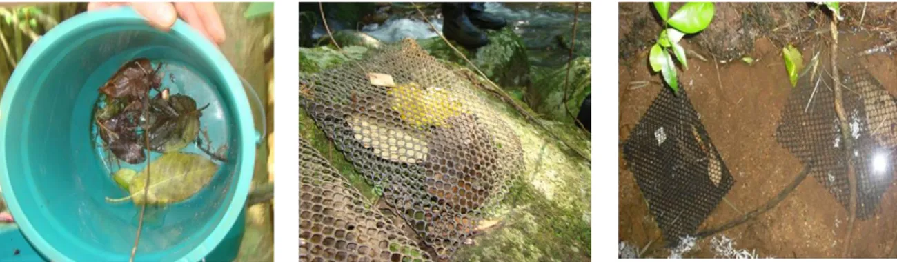 Figura  10:  Massa  foliar  acumulada  (mensal)  e  preparação  dos  litter  bags  para  serem  incubados nos riachos