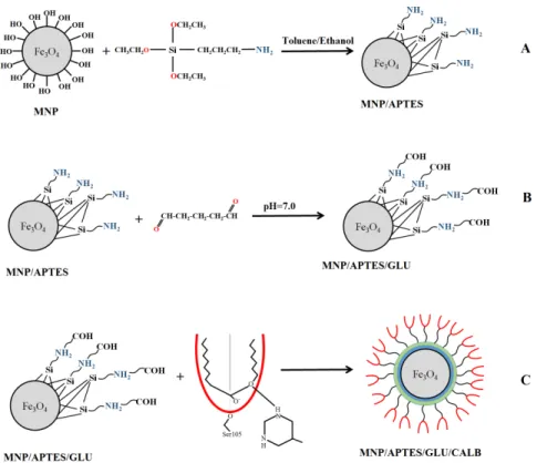Figure 2: (A) Magnetic nanoparticle (MNPs) functionalization with 3-aminopropyl triethoxysilane (APTES) in  toluene and ethanol, (B) Glutaraldehyde (GLU) reticulation of MNPs after APTES treatment, (C)  Candida  antarctica Lipase B (CALB) Immobilization on