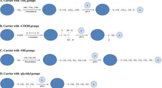 Figure 1: Scheme of enzyme immobilization processes on carriers possessing various functional groups  activated by (A) glutaraldehyde, (B) carbodiimide, (C) divinylsulphone or (D) without any activator, E –  enzyme