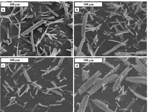 Figure 3: Scanning electron microscope images of struvite crystals produced in the continuous DT MSMPR  crystallizer