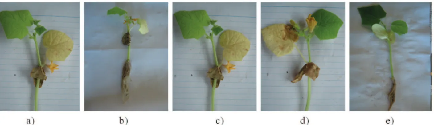 Figure 4.  Efect of bioherbicide on the target plant for some speciic runs of the CCRD: a) run 6; b) run 8; c) run 12; d)  run 15; e) control.