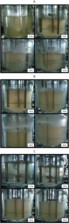 Figure 3. Foam formation in the bench-scale fermentor during cultivations of Bacillus subtilis