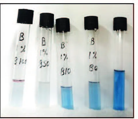 Figure 1.  B. subtilis (1% exposure) DCPIP indicator test for blended diesel (B100, B50, B10, B0 and control from left to right) after  26 hours of incubation at 105 rpm and 30 ºC