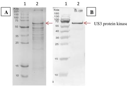 Figure  2.  SDS–PAGE  and  Western  Blot  analysis  of  recombinant  US3  protein  kinase  432 