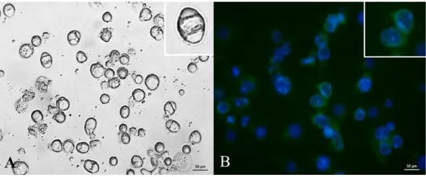 Figure 4. Morphology analysis with Sf-21 insect cells infected with AcΔp35MNPV.US3 after  452 