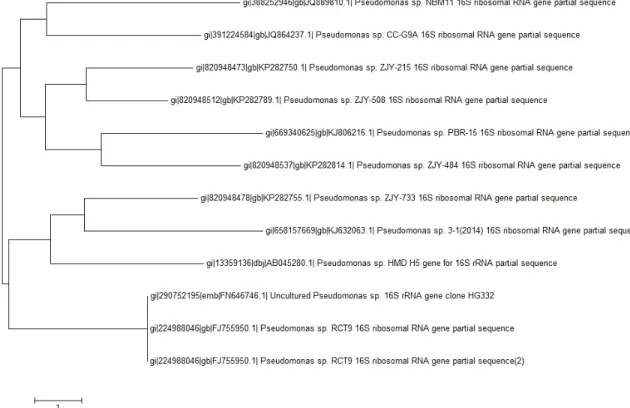 Figure 1: Phylogenetic tree showing the strain NBM 11 in the Pseudomonas tree based on 16S rRNA partial  gene sequence analysis