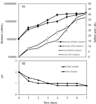 Figure 2: Influence of pulp density on the cell  concentration and production of acid (initial average  cell concentration of 10 5  cells/mL)