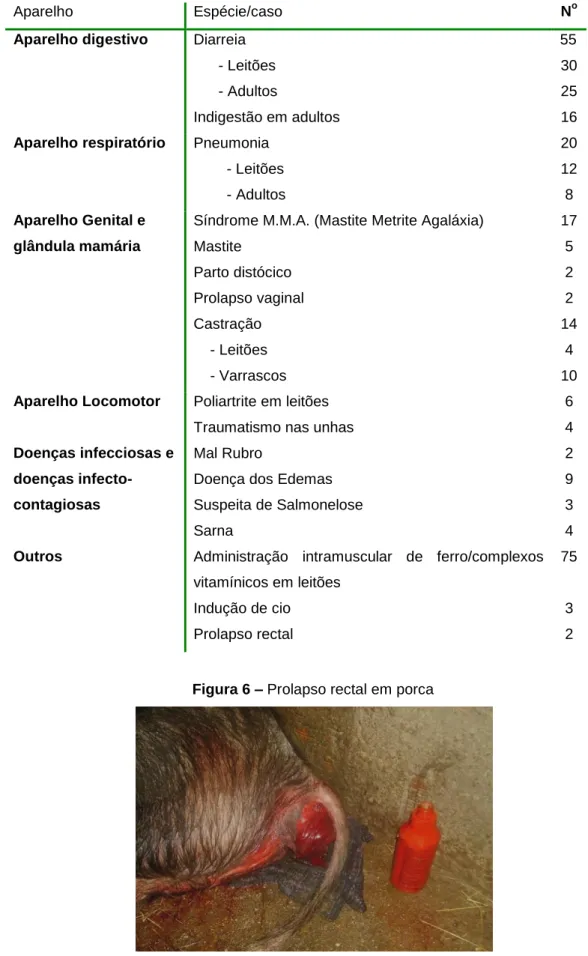 Figura 6 – Prolapso rectal em porca 