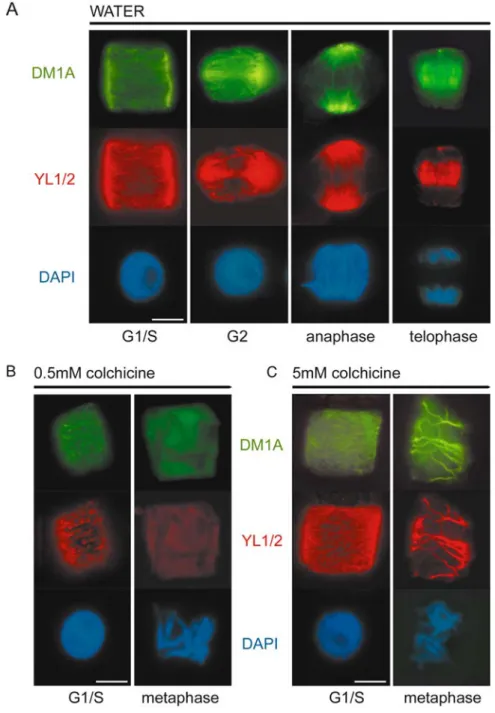 Fig. 1 A–C. Indirect immunodetection of al- al-pha-tubulin in Secale cereale meristematic root tip cells