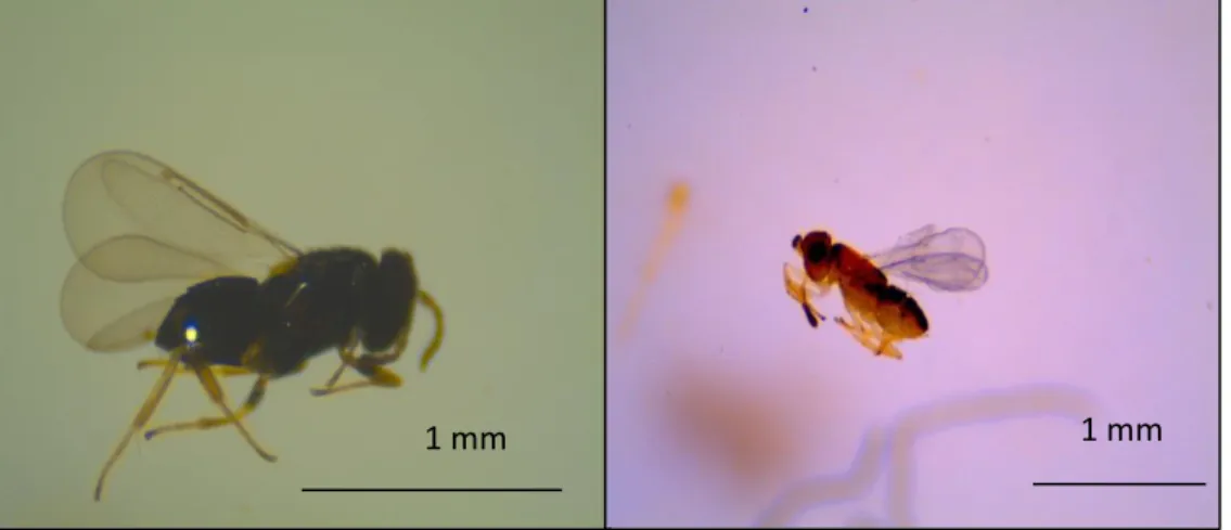 Figura  5.  Parasitóides  associados  a  Parthenolecanium  corni  recolhidos  na  Quinta  do  Gradil  (Cadaval)  A)  Coccophagus lycimnia (original de Vera Zina); B) Metaphycus dispar (original do autor)