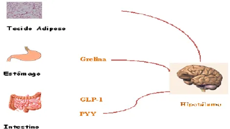 Figura 1 - Regulações endócrinas do hipotálamo (adaptado de Brandão, 2010)  