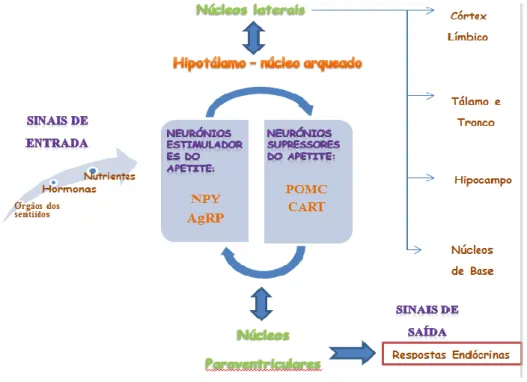 Figura  2  –  Mecanismos  hormonais  e  neuronais  envolvidos  na  regulação  do  apetite  (adaptado de Diamiani et al., 2010) 