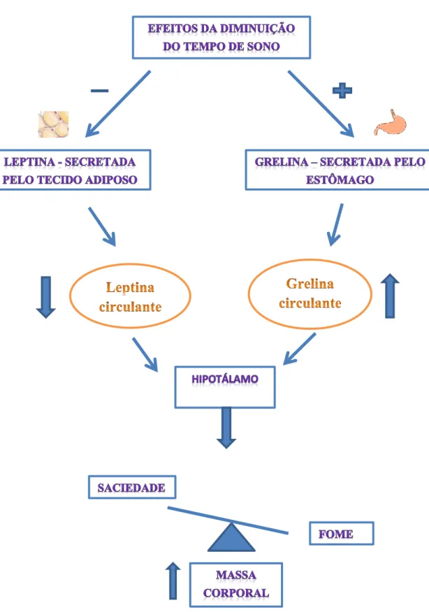 Figura 5 – Relação entre os efeitos da diminuição do tempo de sono e a regulação do  apetite (adaptado de Brito e Gibbert, 2011)