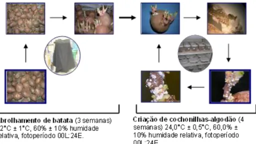 Figura  10  -  Esquema  da  criação  da  cochonilha-algodão,  Planococcus  citri  (Risso)  (Hemiptera: Pseudococcidae), em laboratório (original de Elsa Borges da Silva)