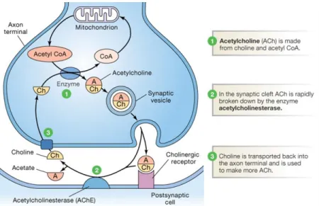 Figure 1.3: Schematic representation of synthesis of ACh. 1 - Acetylcholine is made from  choline  and  acetyl  CoA  being  afterwards  incorporated  and  stored  in  presynaptic  vesicles