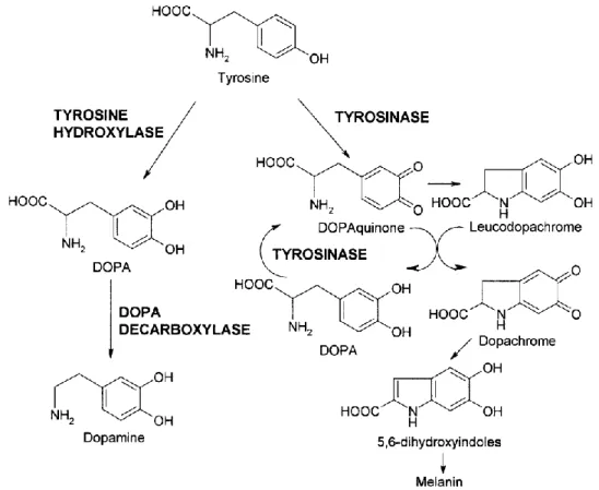 Figure 1.6: Tyrosine metabolism. (Source: Fiore et al., 2004). 