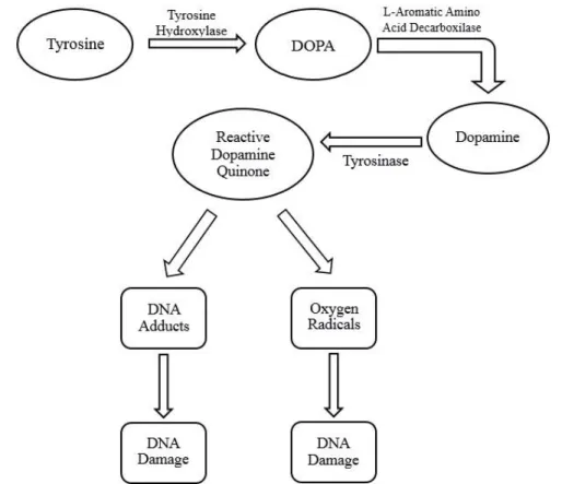Figure  1.7:  Potential  pathway  for  the  synthesis  of  dopamine  quinone  (DA-quinone)  and  consequent damages