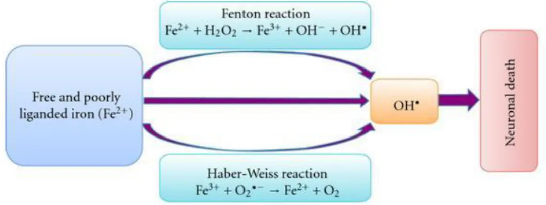 Figure  1.9:  Schematic  representation  of  hydroxyl  radical  production.  In  the  Fenton  reaction  the  Fe 2+  reacts with H 2 O 2  generating a very reactive and damage OH • 