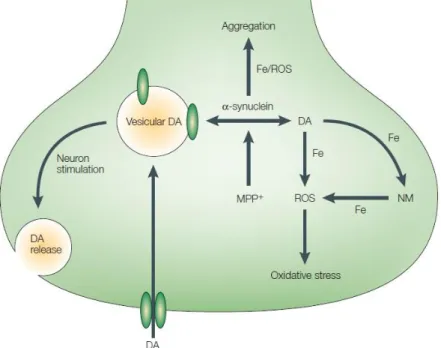 Figure  1.11:  Oxidative  stress  in  PD.  The  rule  of  DA  and  α-synuclein  in  oxidative  stress  process