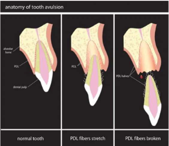 Figura 1 – Esquema do dente fora do alvéolo (Retirado de  Phoenix-Lazerus Inc, 2004). 