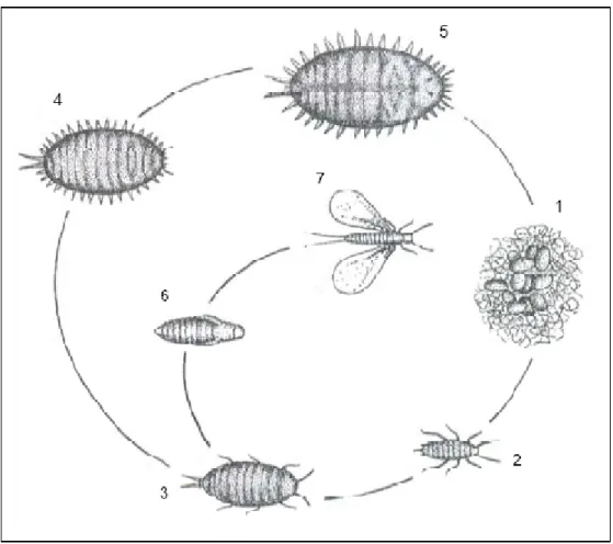 Figura 1 - Esquema do ciclo de vida de uma cochonilha-algodão: 1 - ovos; 2 - ninfa de 1º instar; 3 - ninfa de 2º instar; 4 - ninfa de 3º instar; 5 - fêmea adulta; 6 – pré-pupa e pupa macho; 7 - macho adulto (adaptado de Correa, 2008).