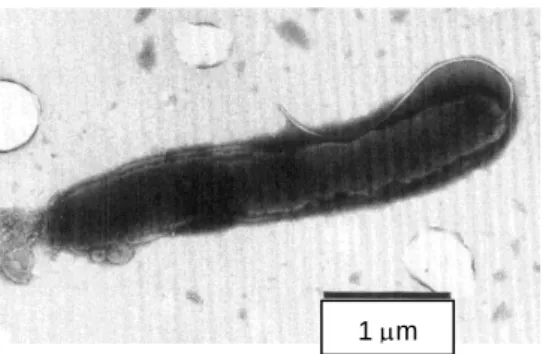 Figura  1  –  Morfologia  de  Helicobacter  pullorum  (Fonte: 