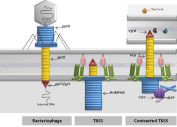 Figura 3 – Comparação da secreção de proteínas através de T6SS com o mecanismos de  ejeção de DNA de bacteriófagos (Adaptado de: Filloux, 2013)
